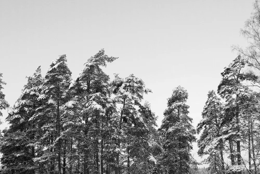 高清摄影  白天被雪覆盖的树木