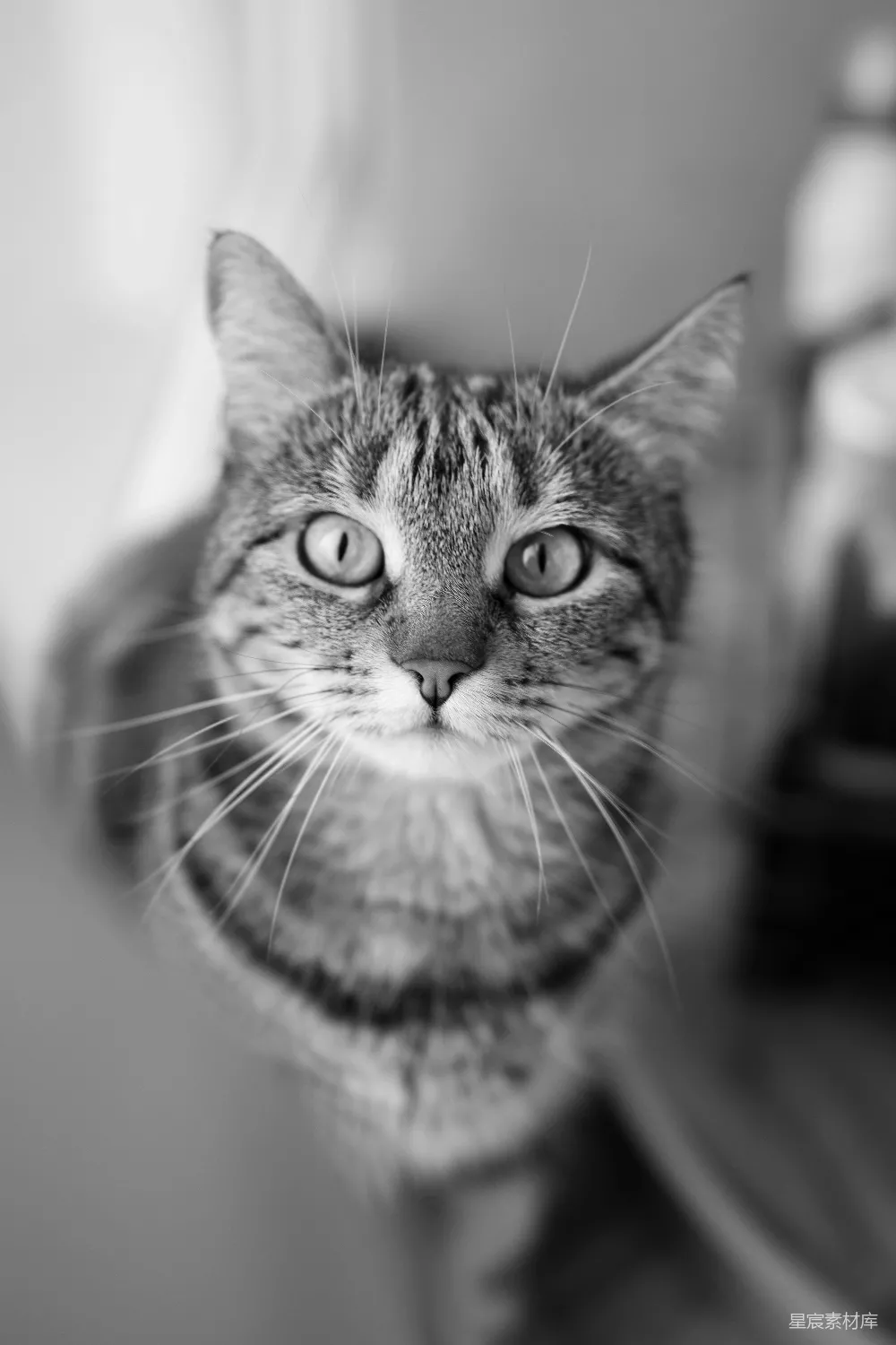 高清摄影  一只长着人脸的猫