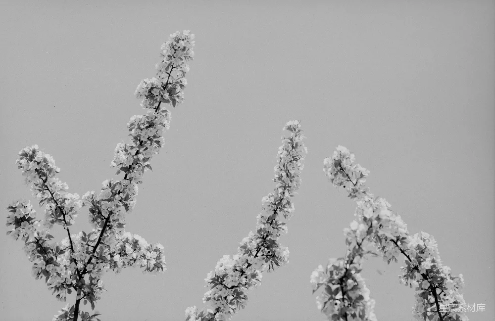 高清摄影  黑白摄影中的白色樱花