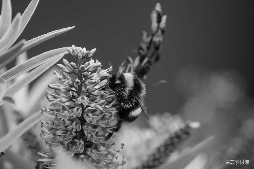 高清摄影  一张黑白照片，蜜蜂停在花朵上。