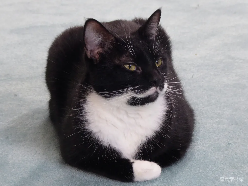 高清摄影  一只黑白相间的猫正坐在地板上。