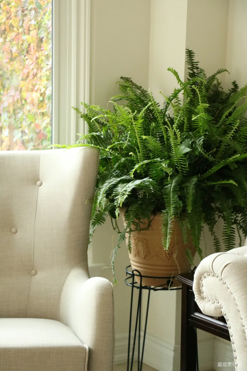 绿色植物放在棕色花盆里