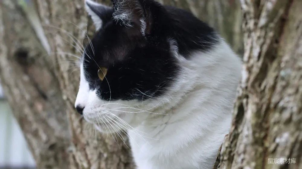 高清摄影  一只黑白相间的猫从树枝后面探出头来。