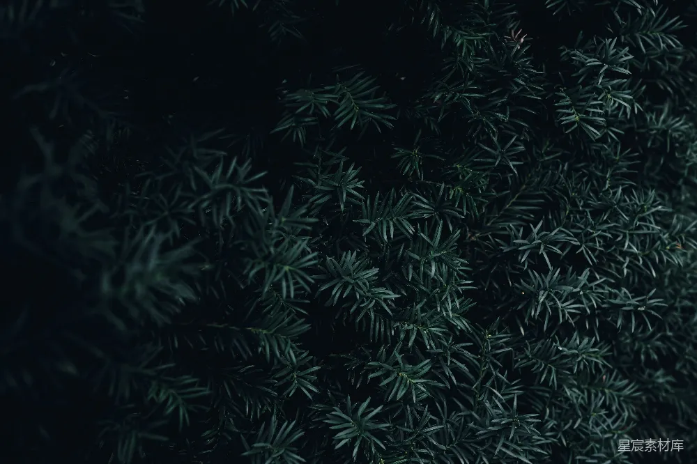 一些植物的特写镜头