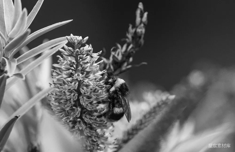 高清摄影  一张黑白照片，显示蜜蜂停在花朵上。