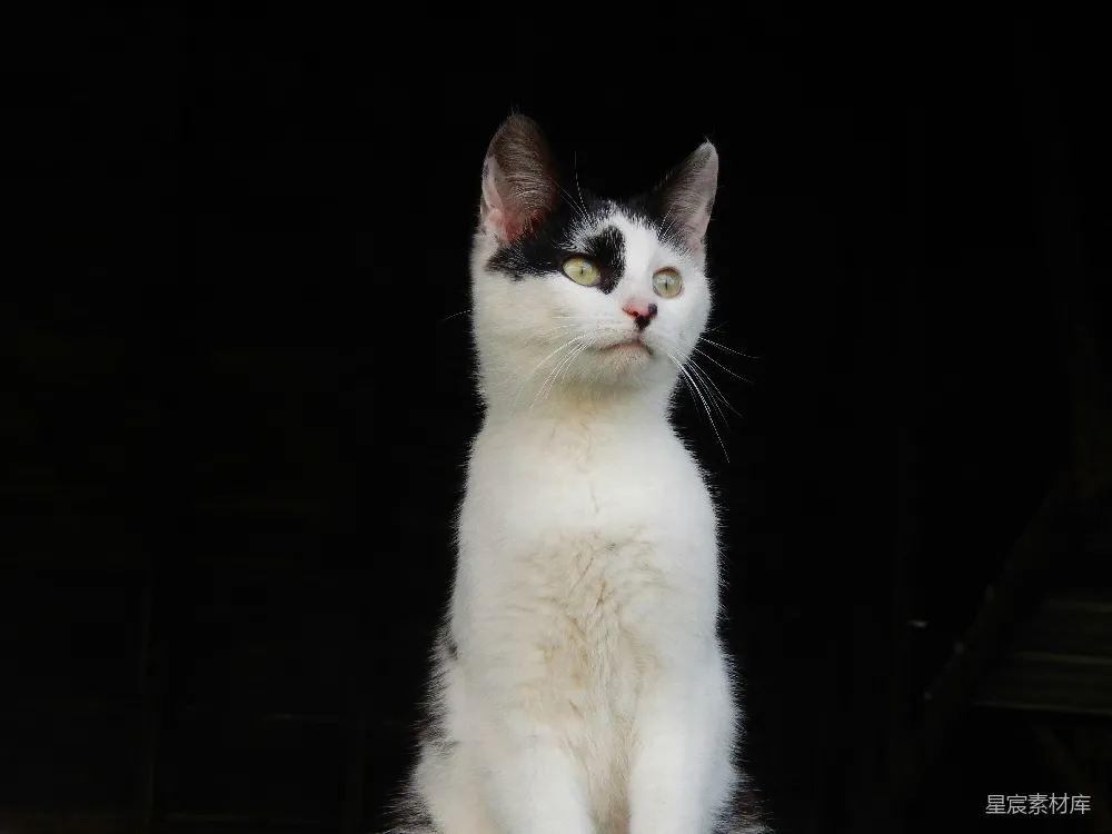 高清摄影 自然 一只黑白相间的猫坐在桌子的上面。