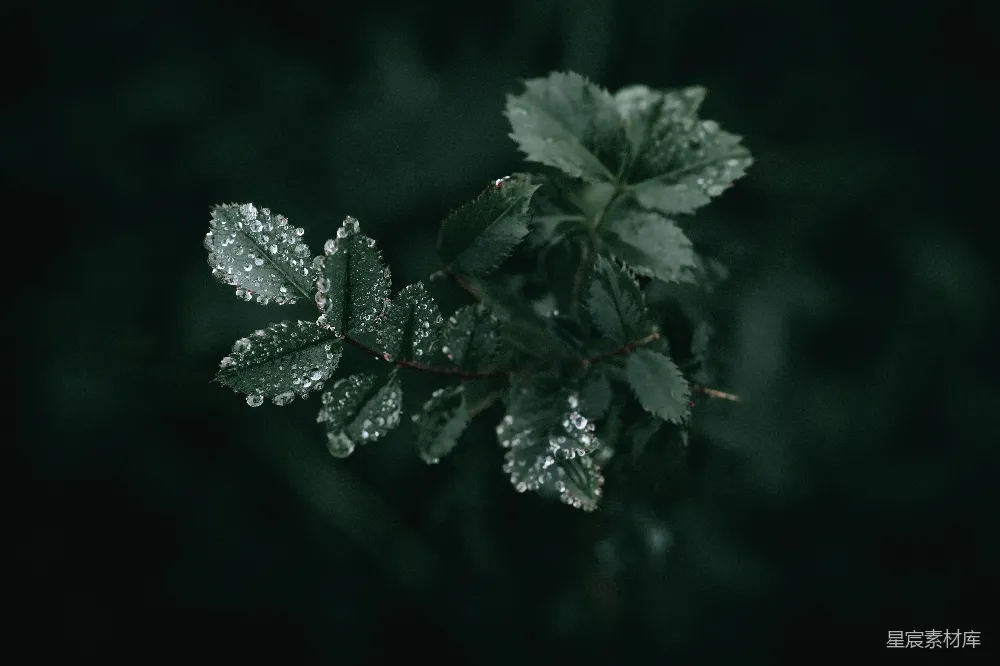 一片绿叶上有几滴水珠