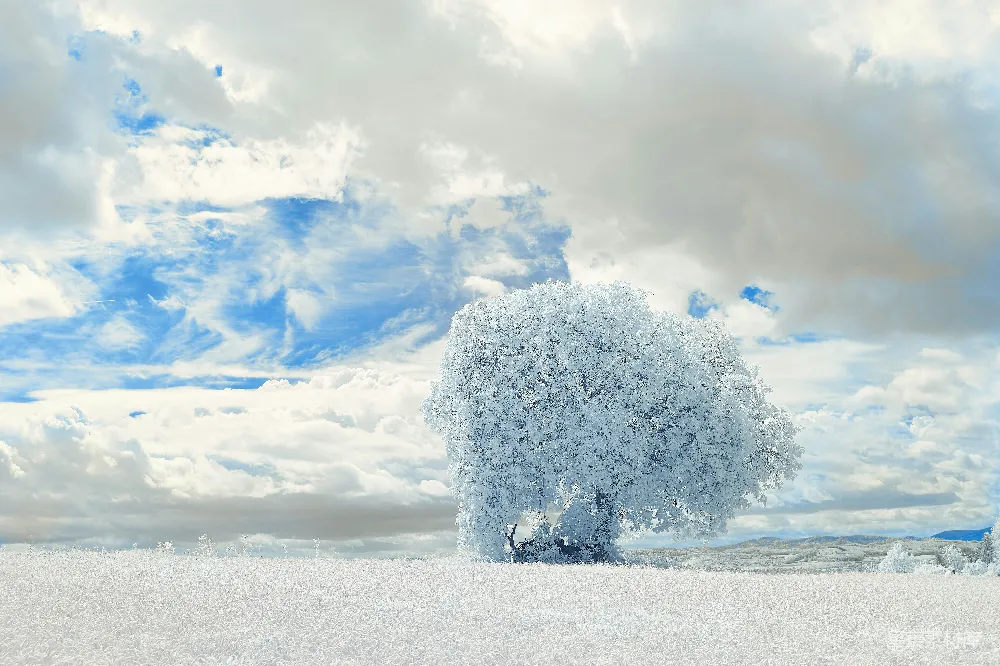 白天白雪覆盖着树，白云蓝天在上空。
