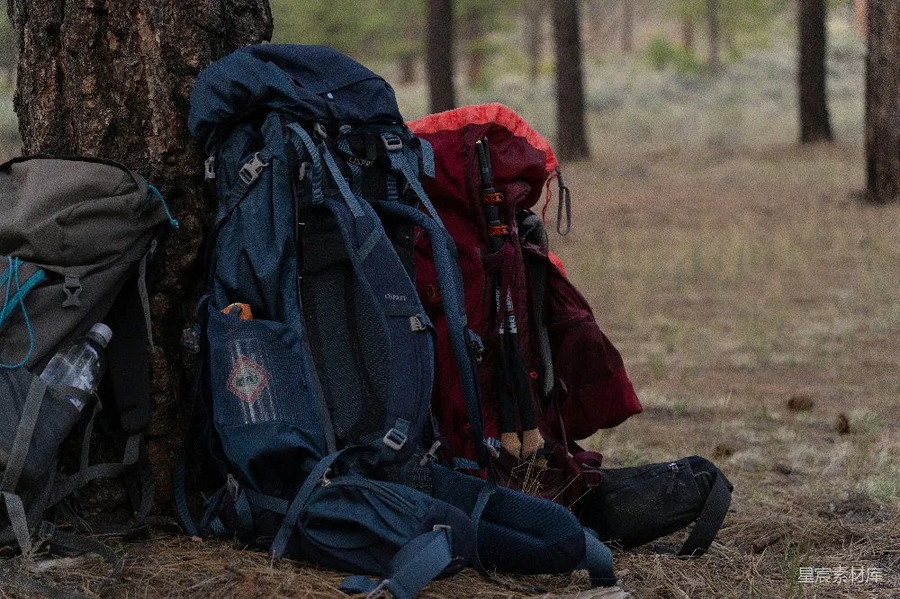 几 Backpacks 倚靠在一棵森林里的树旁。