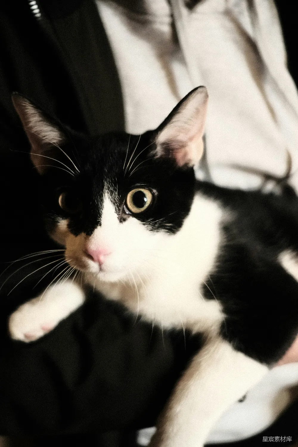 高清摄影  一只被某人抱着的黑白相间的猫。