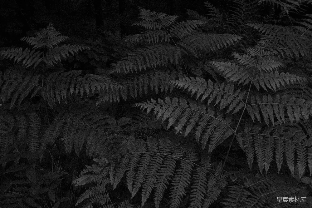 高清摄影  蕨类植物在黑白照片中占据了画面。