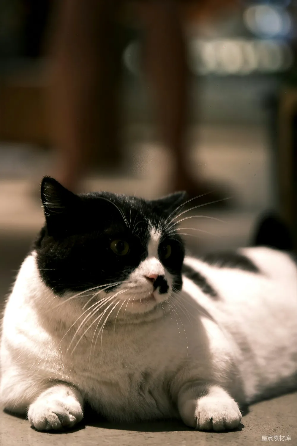 高清摄影  一只黑白相间的猫躺在地上。