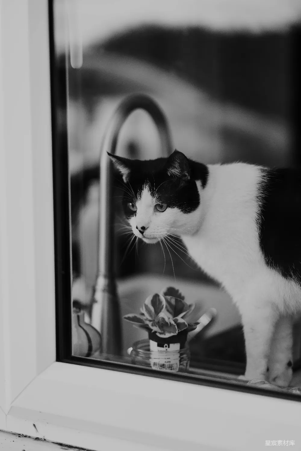 高清摄影  黑白色的猫从窗户往外看