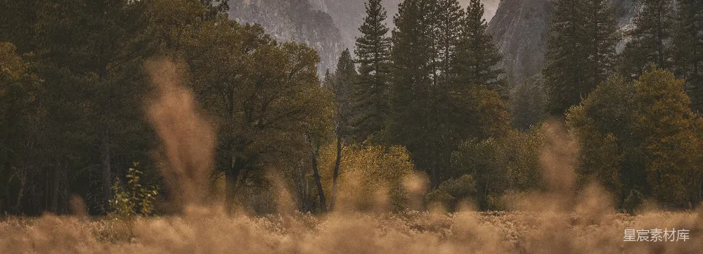 背景为树木和山丘的草草地