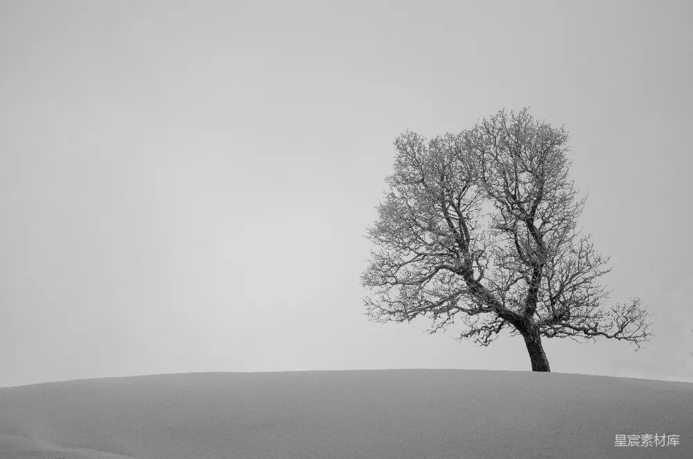 高清摄影  一片雪地中央的一棵孤树