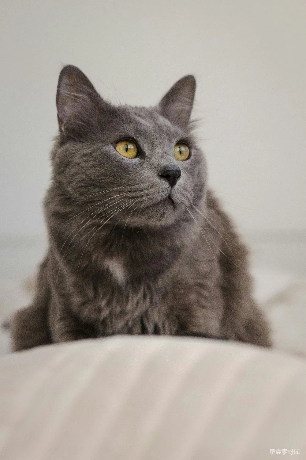 灰猫坐在一张床顶上