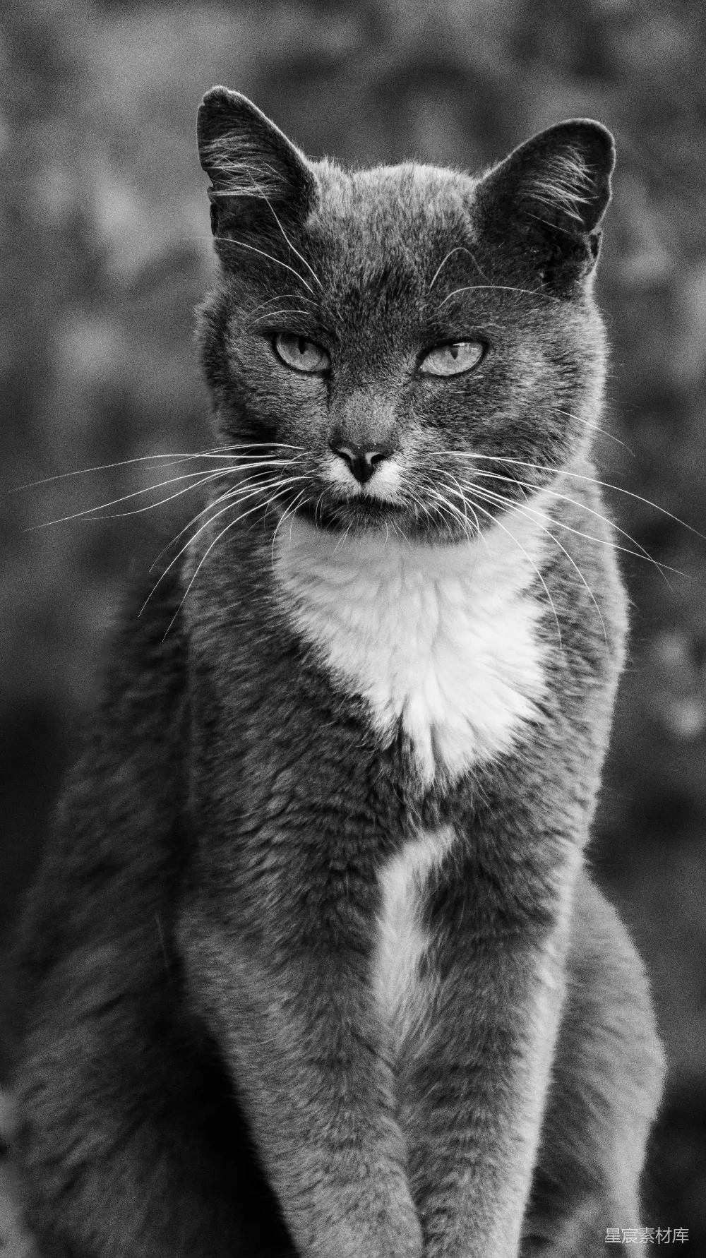 高清摄影  一只长着白胡子的猫