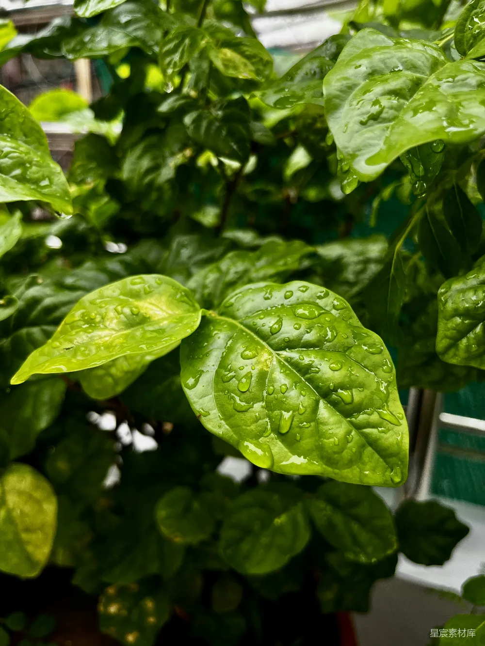 一个植物的特写镜头