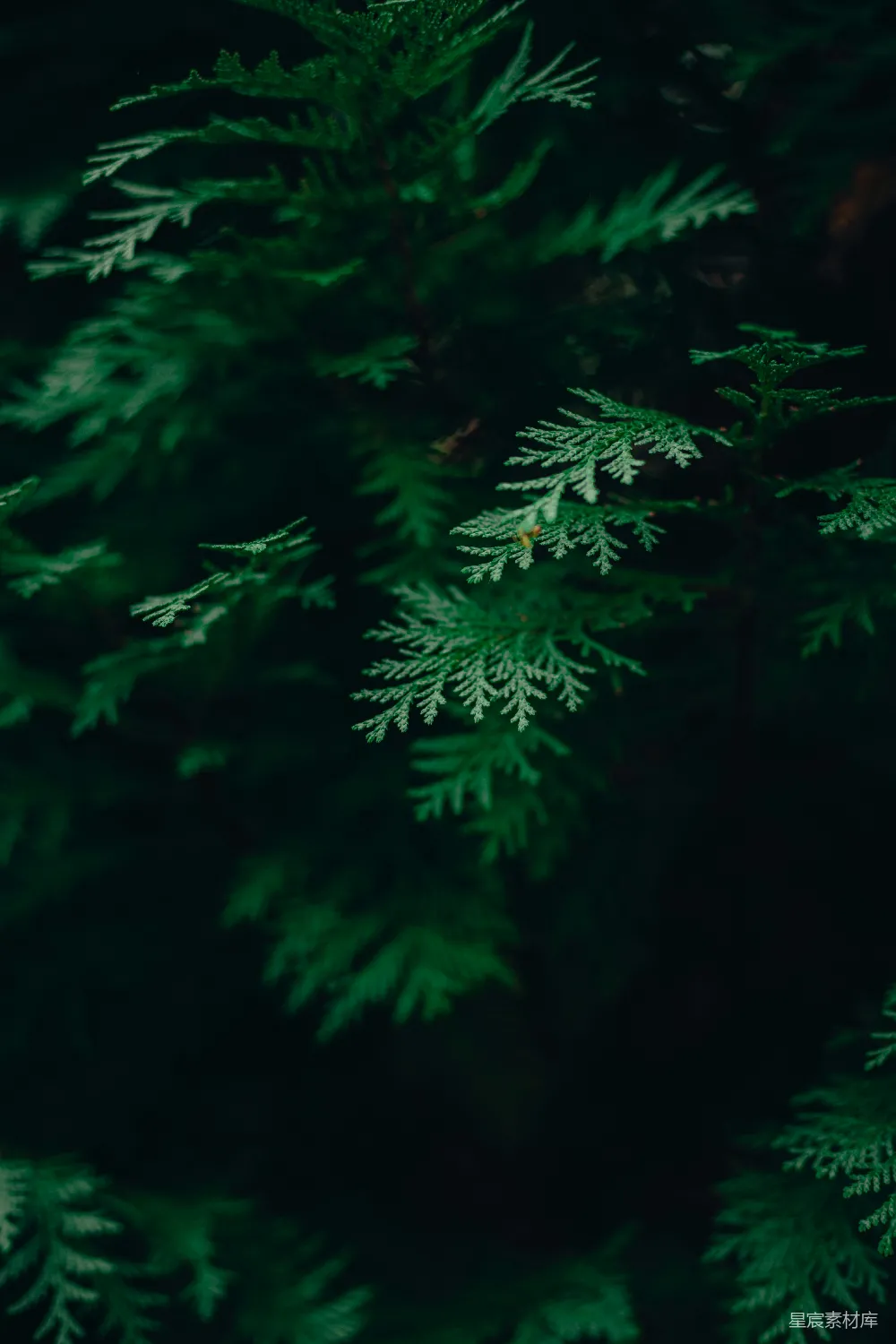 一些松树的特写镜头