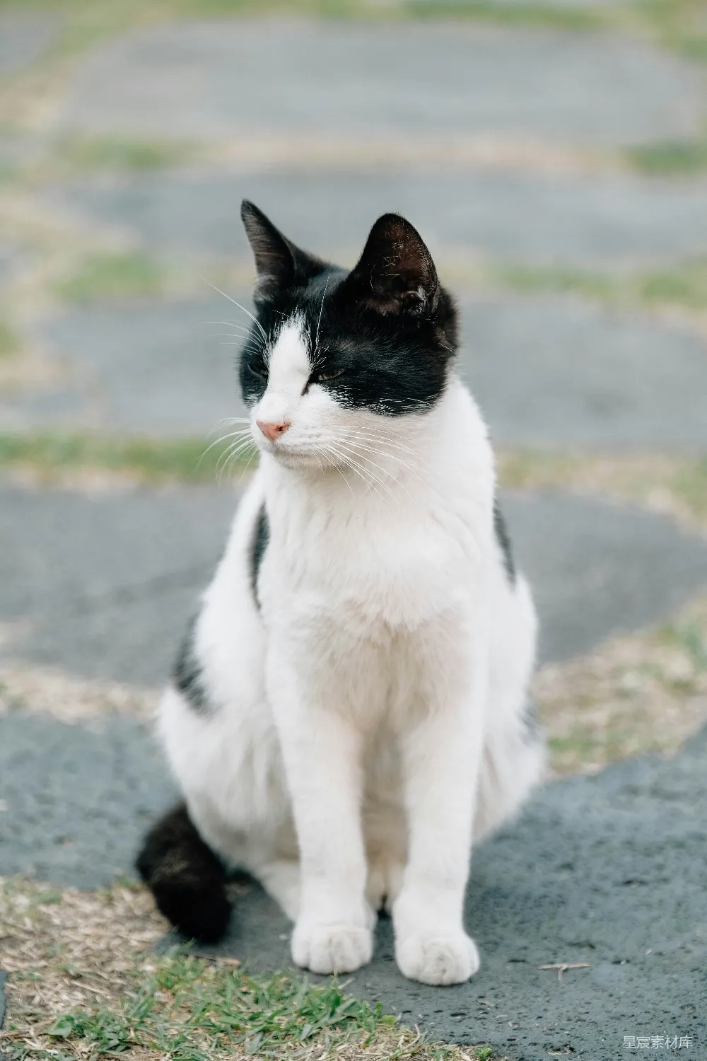 高清摄影  一只黑白相间的猫坐在石径上。