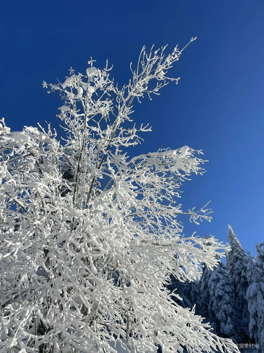 背景是蓝天的一棵树覆盖着白雪。