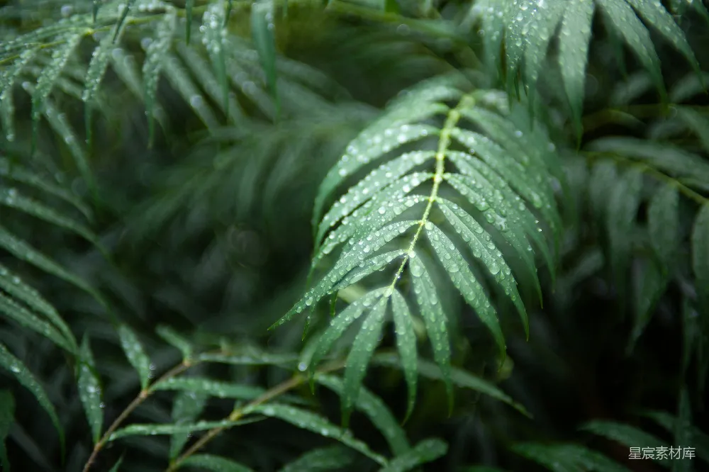 一株绿色植物的特写镜头，上面挂着几滴水珠。