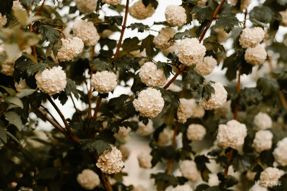 白花瓣的花朵