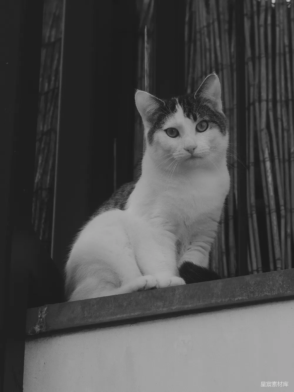 高清摄影  一只黑白相间的猫坐在窗台上。