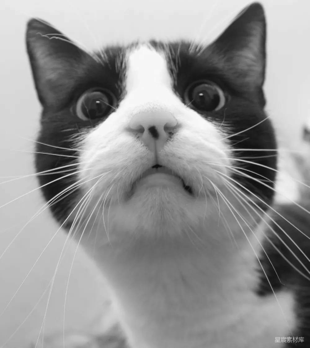 高清摄影  一张黑白的特写照片，展示了一只表情惊讶的猫。