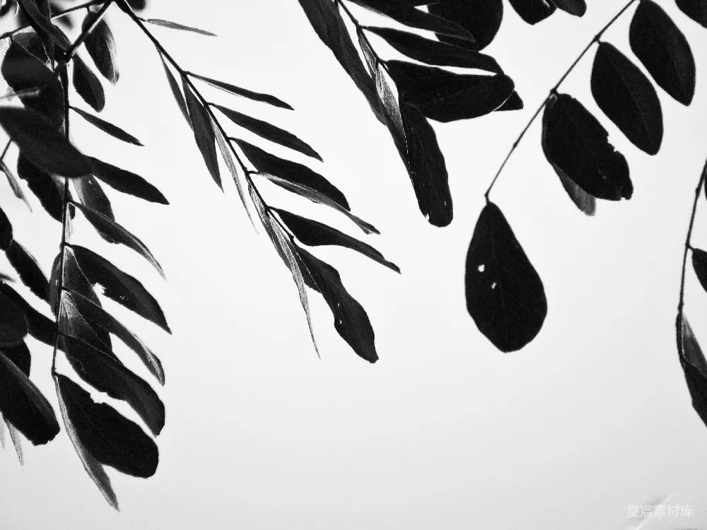 高清摄影  黑白叶子插图
