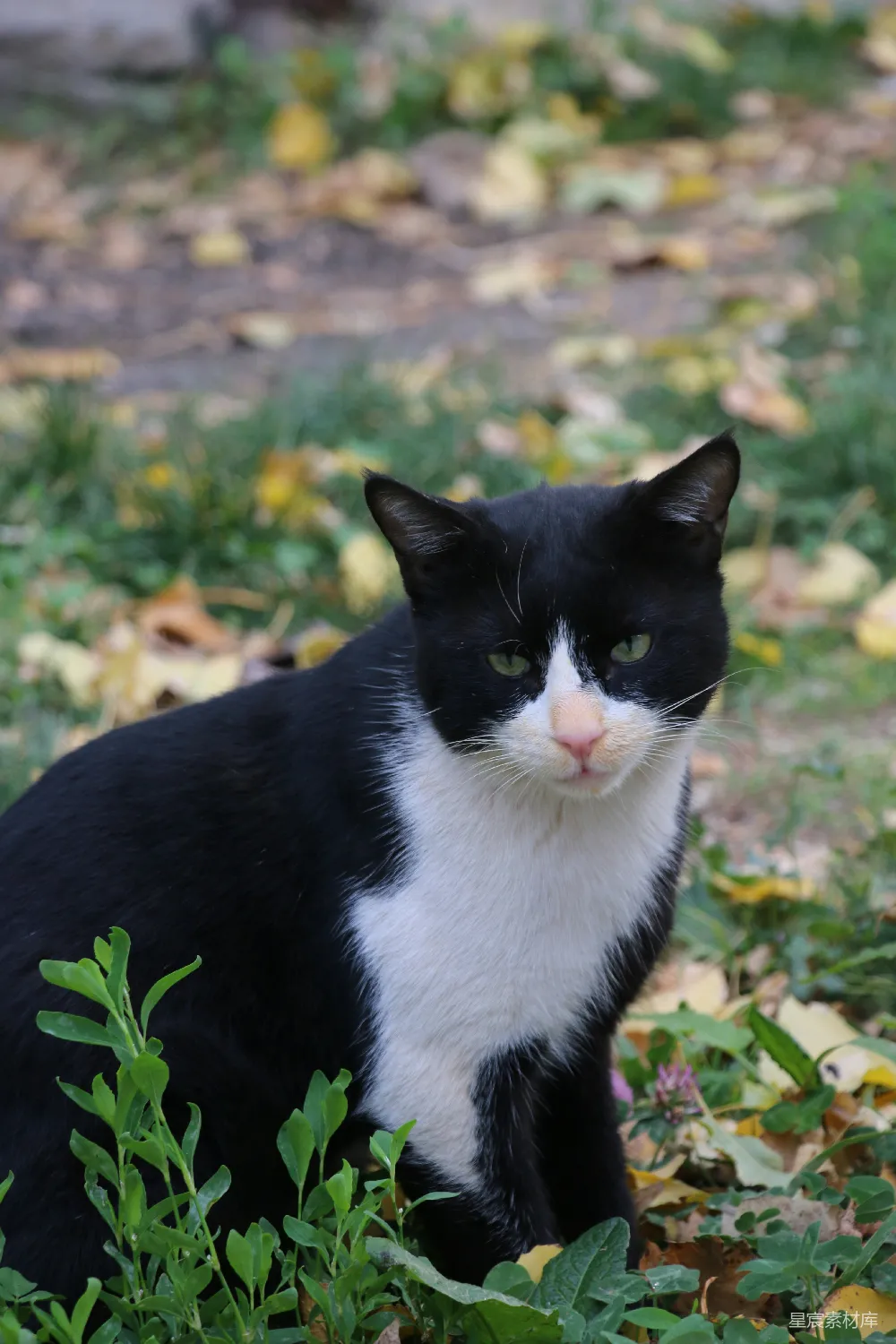高清摄影  一只黑白相间的猫坐在草地上。