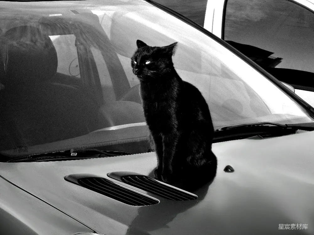 高清摄影  一只黑猫坐在汽车引擎盖上。