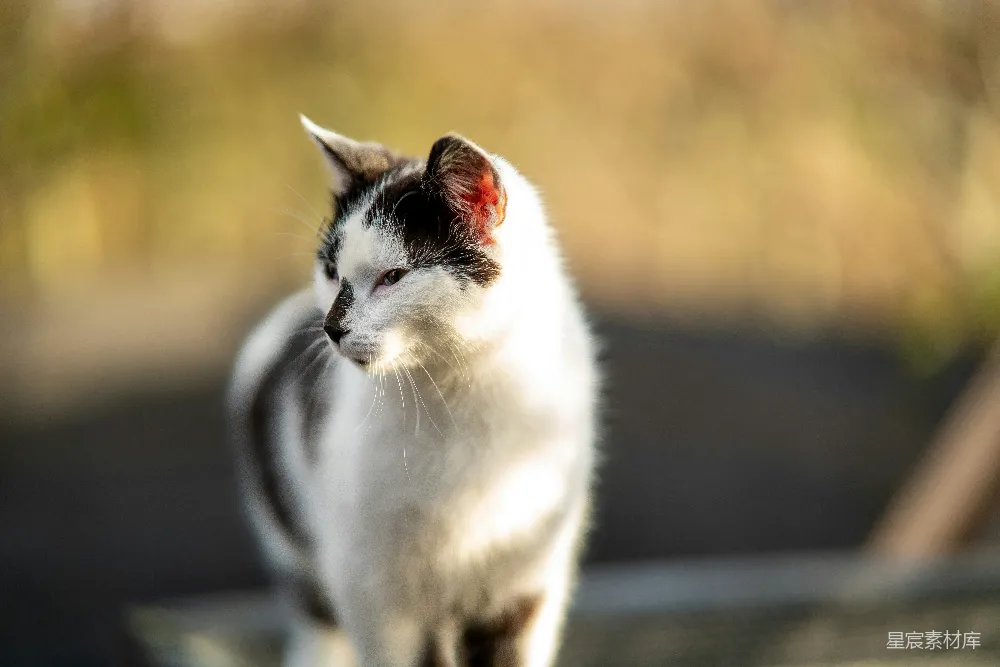 高清摄影  一只黑白相间的猫站在桌子上。