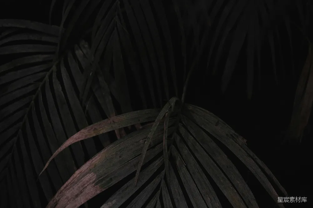 一幅植物的特写照片，背景较暗。