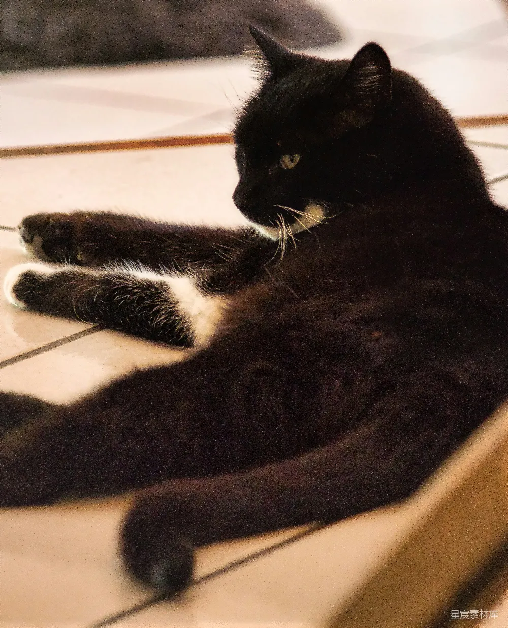 高清摄影  一只黑猫躺在一张床上