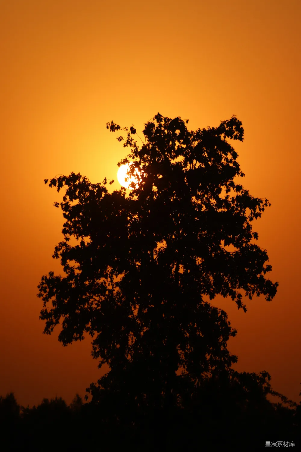 夕阳落在一棵树后