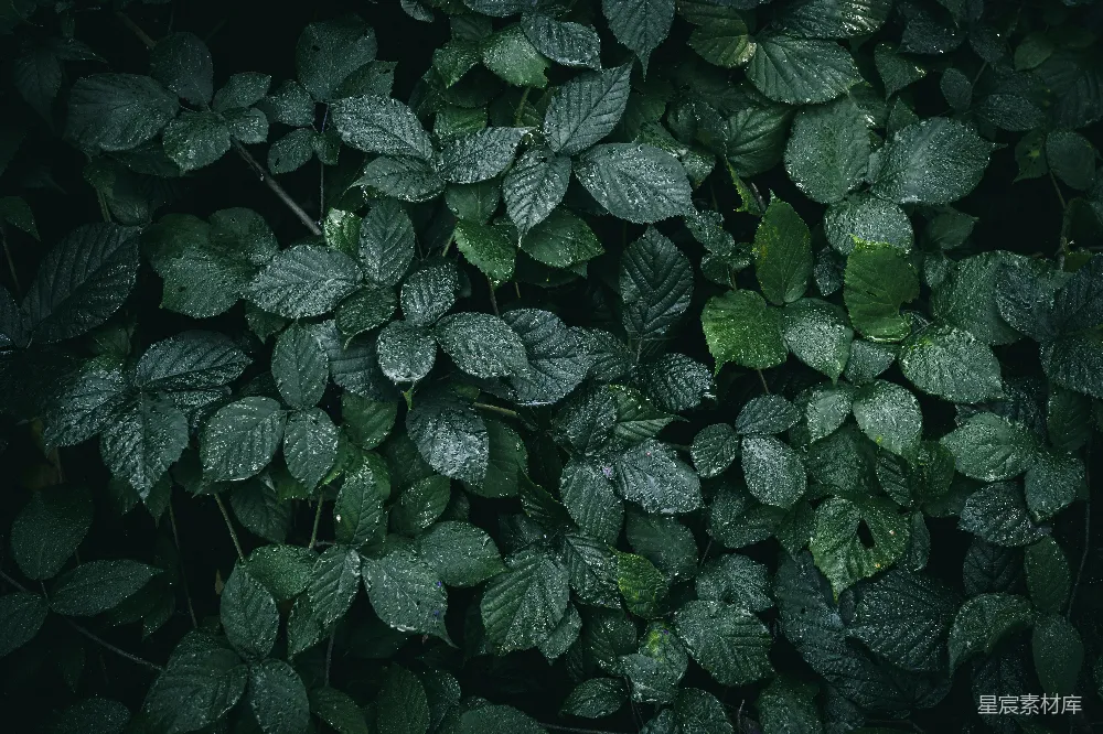 一棵植物的特写镜头，叶片是绿色的。