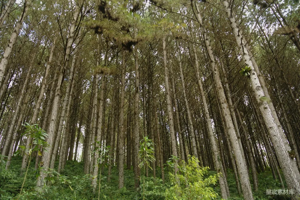 白天在绿色草地上棕色的树木