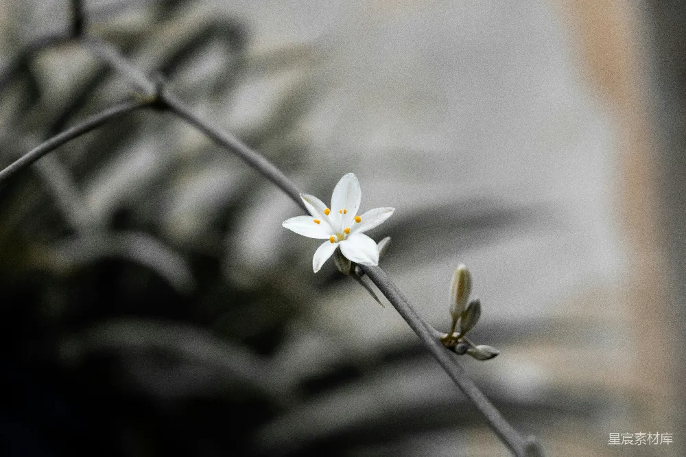 高清摄影  一朵小小的白色花朵，坐在植物的顶端。