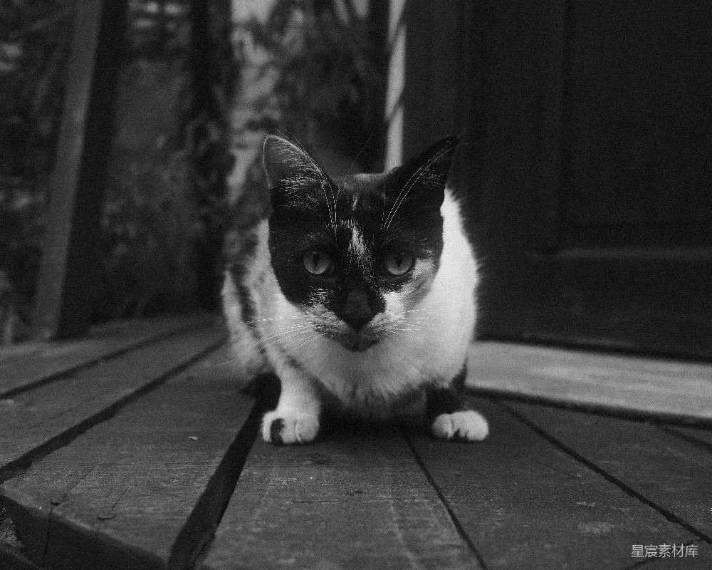 高清摄影  一只黑白相间的猫坐在木制的门廊上。