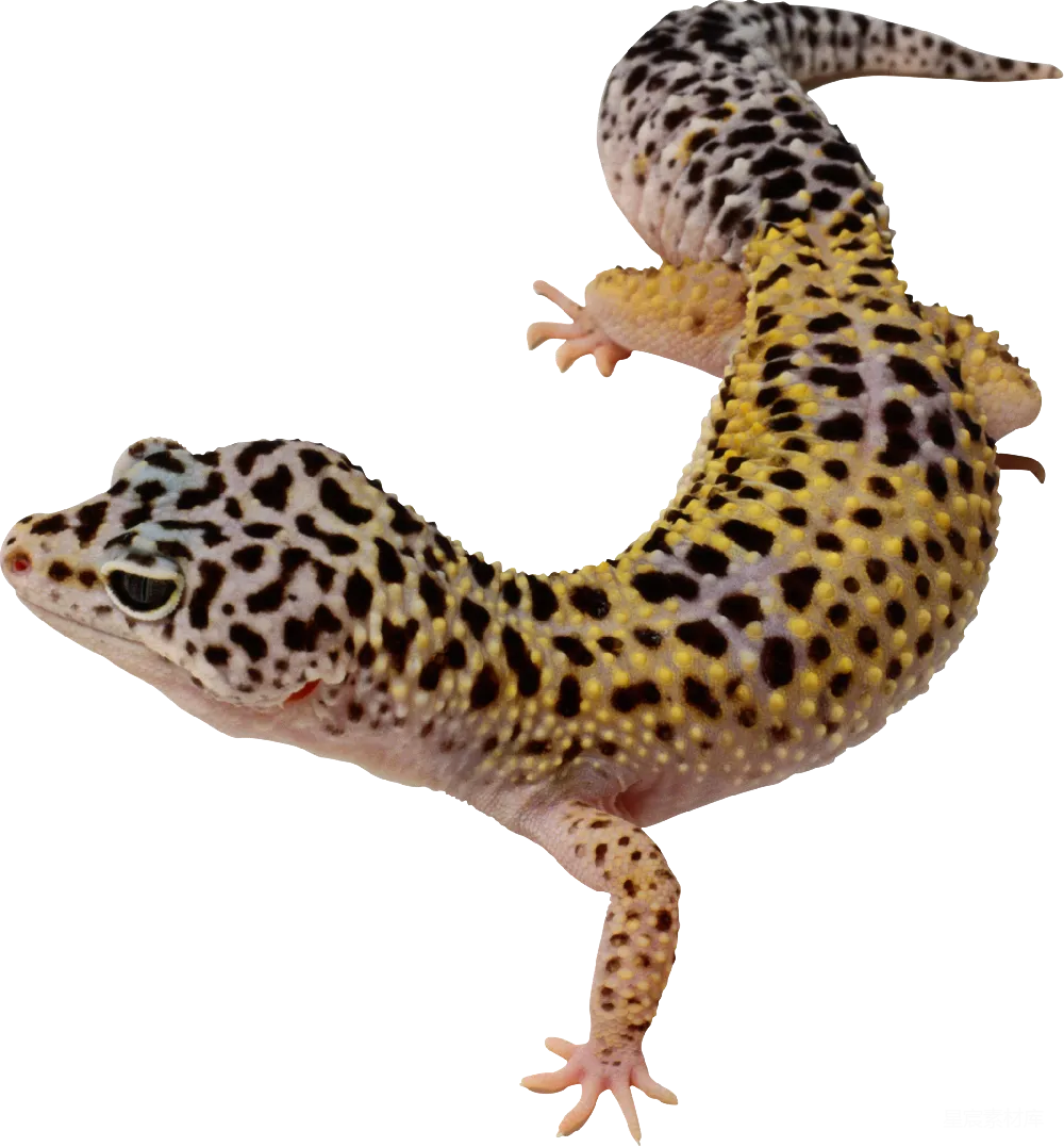 元素素材 Gecko