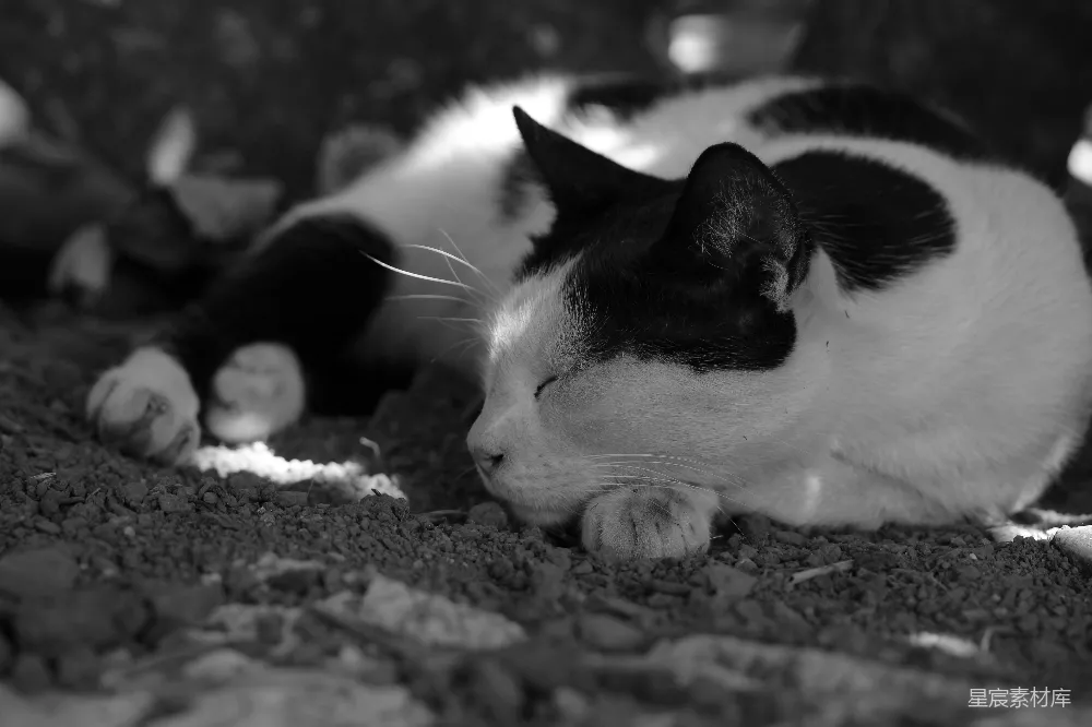 高清摄影  一只黑白相间的猫在户外安静地睡觉。