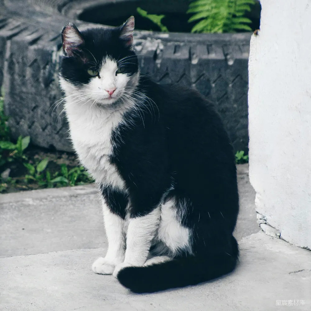 高清摄影  一只黑白相间的猫坐在户外。