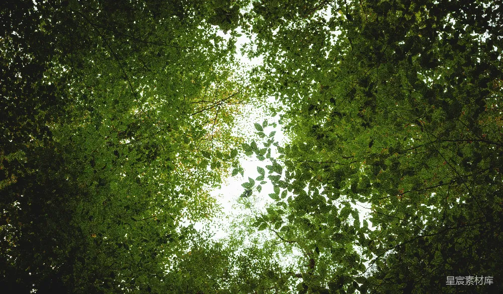 白天绿叶树木