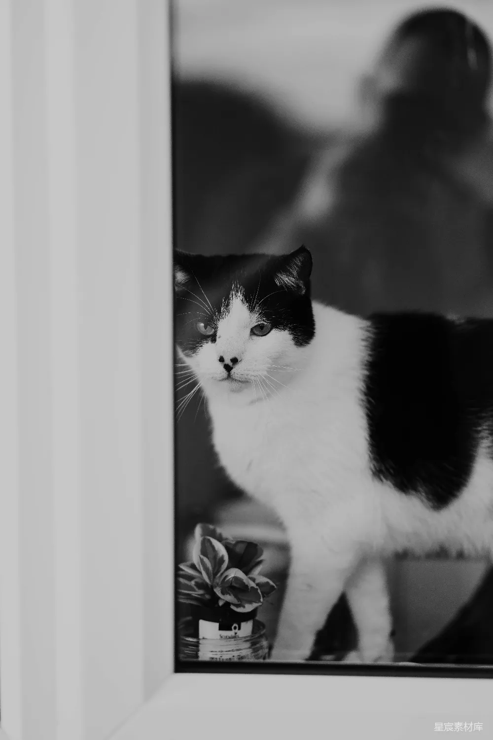 高清摄影  黑白色的小猫在看窗外。
