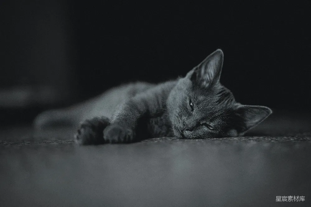 高清摄影  黑猫躺在地板上