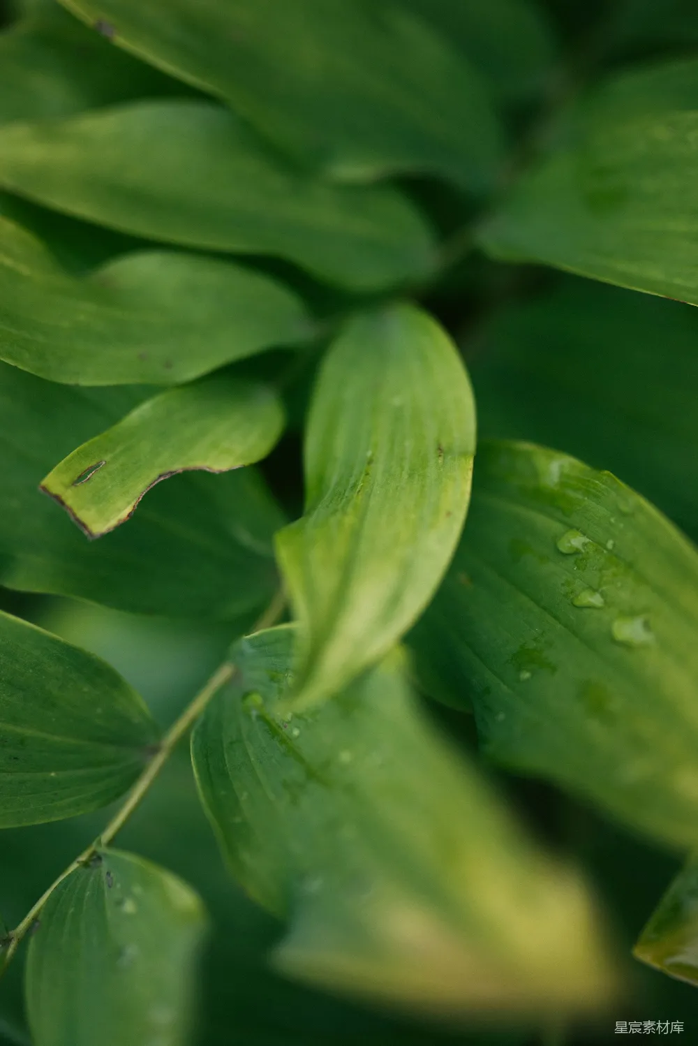 植物的特写镜头