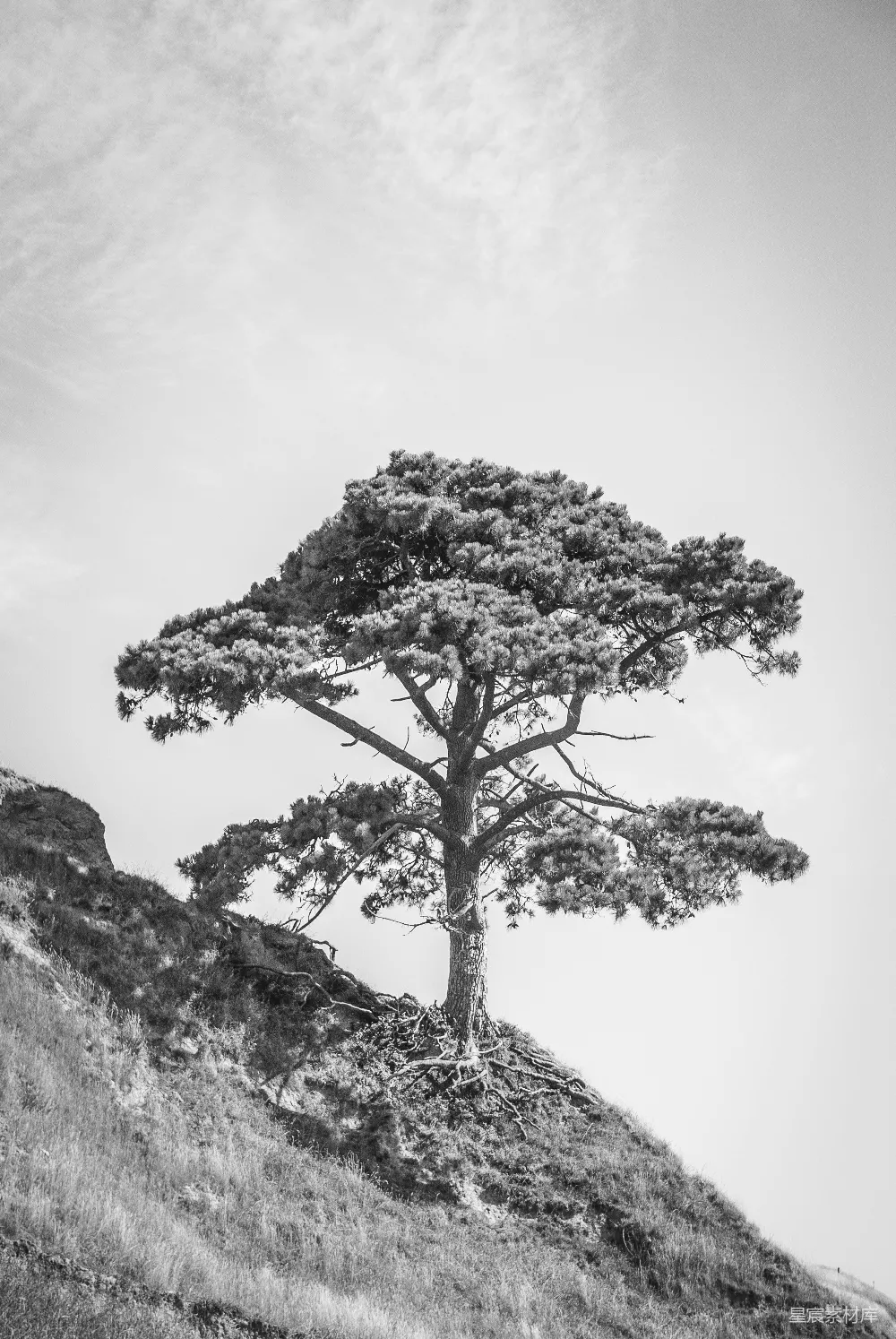 高清摄影  灰度照片，树木在岩石山丘上
