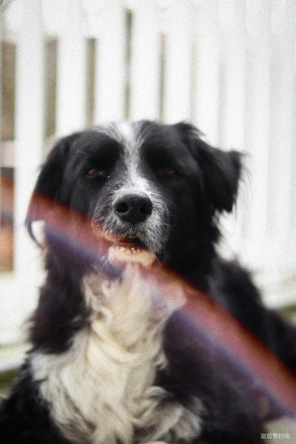 高清摄影  黑白相间的边境牧羊犬幼犬