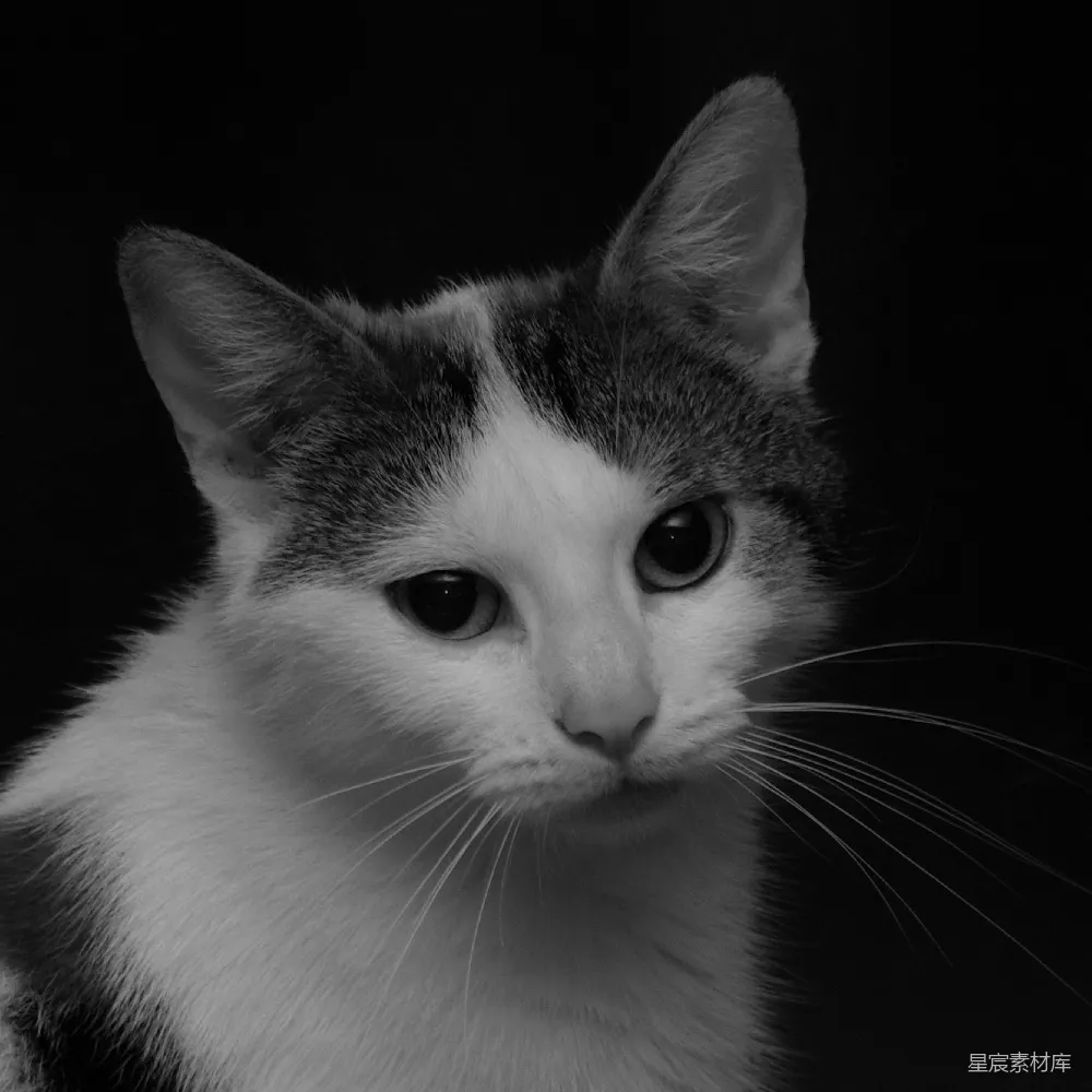 高清摄影  一只黑白相间的猫侧目而视。